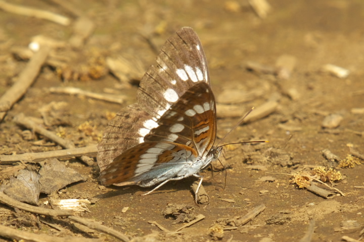 Limenitis camilla C`W`E 