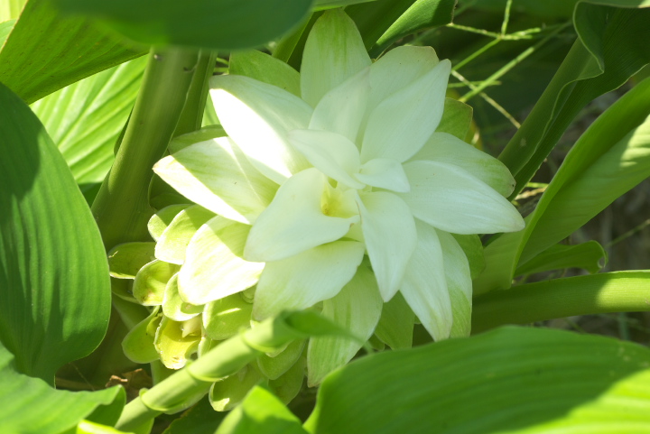 Curcuma longa ER