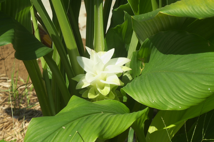 Curcuma longa ER