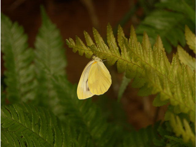 V`E Pieris rapae