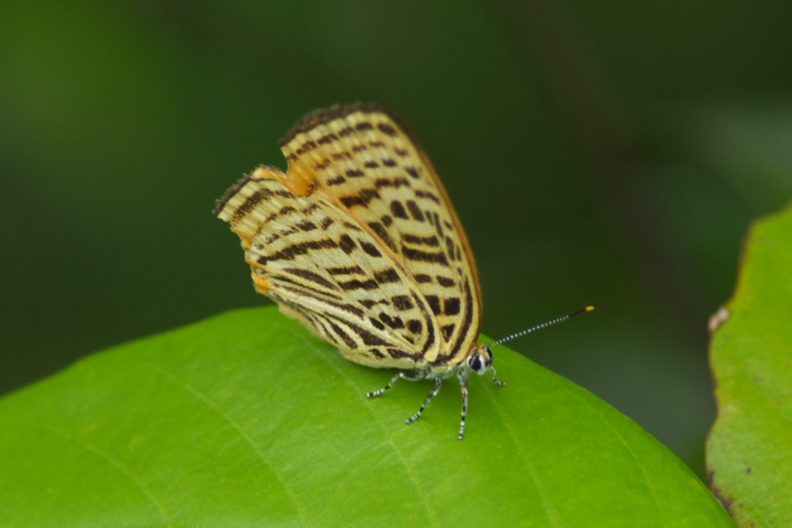 Japonica saepestriata Ei~AJVW~