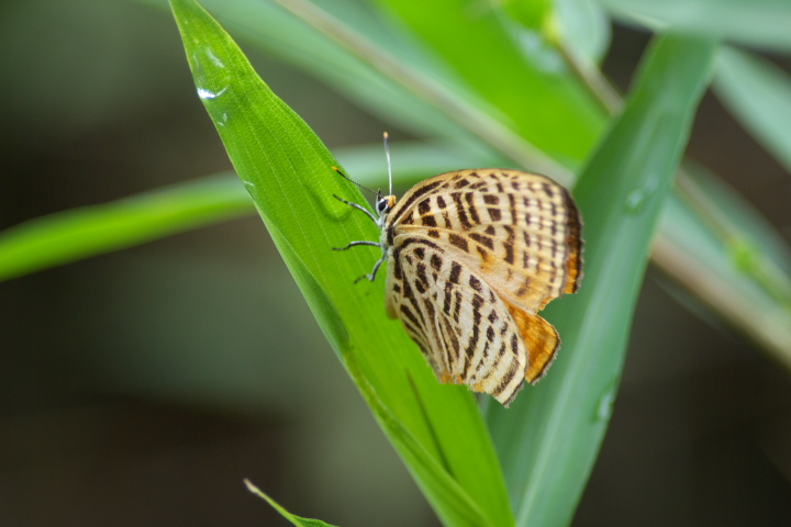 Japonica saepestriata Ei~AJVW~