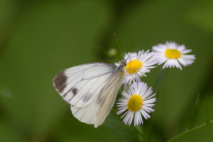 Pieris rapae V`E