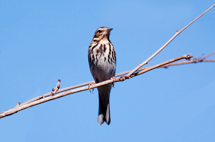 Anthus hodgsoni rYC