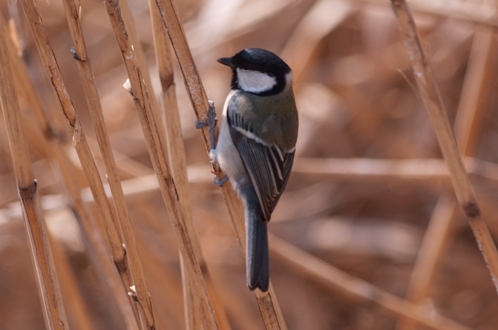 Parus major VWEJ