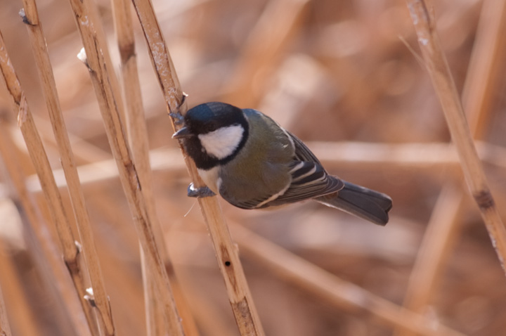 Parus major VWEJ