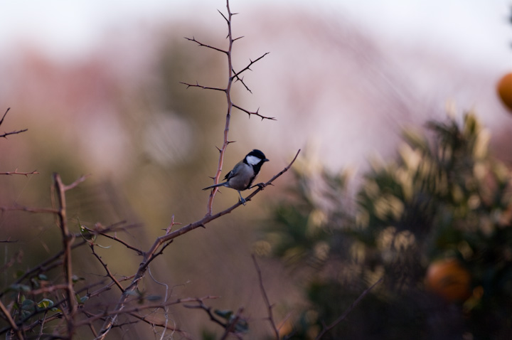 Parus major VWEJ