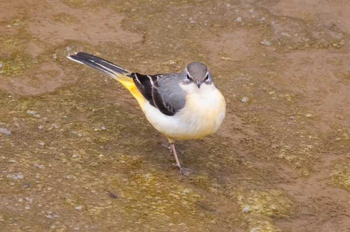 Motacilla cinerea LZLC