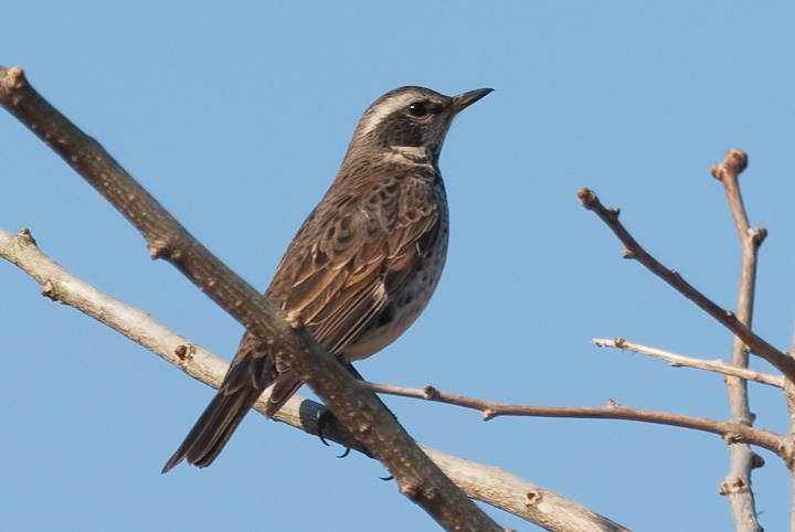 Turdus naumanni cO~