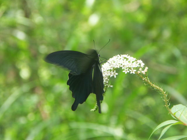 NAQn Papilio bianor