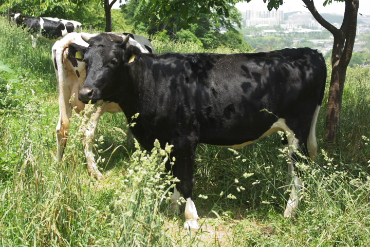 Holsteins EV