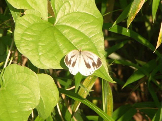 XWOV`E Pieris melete