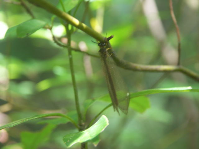 EXoJQE Hagenomyia micans