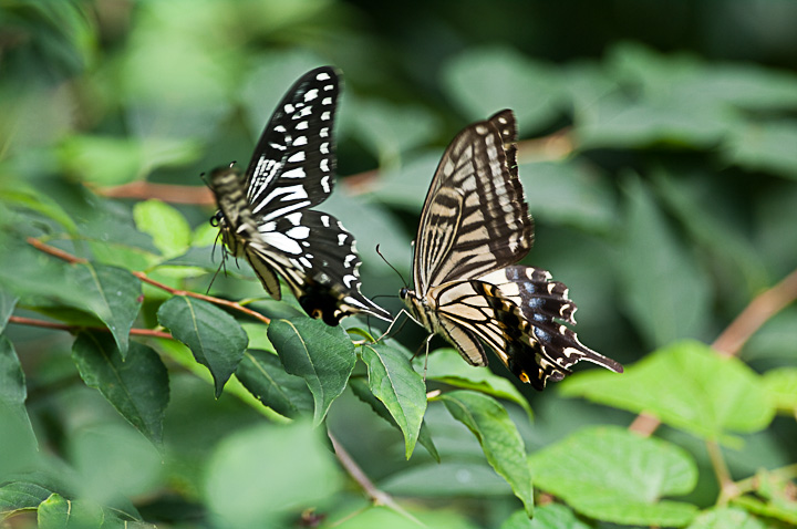 Papilioxuthus Linnaeus AQn`E