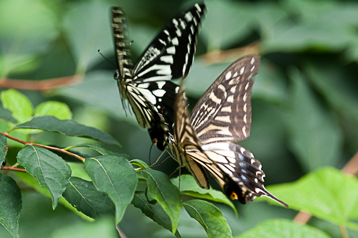 Papilioxuthus Linnaeus AQn`E