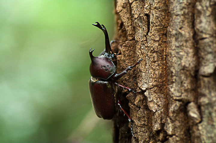 Allomyrina dichotoma JugV