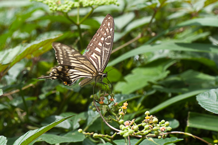 Papilioxuthus Linnaeus AQn`E