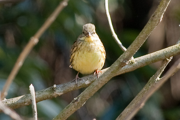 Emberiza spodocephala AIW