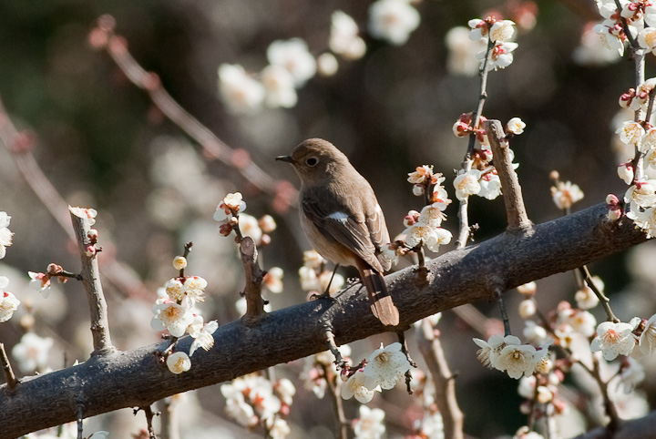 Phoenicurus auroreus WEr^L