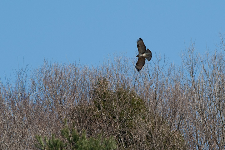 Buteo buteo mX