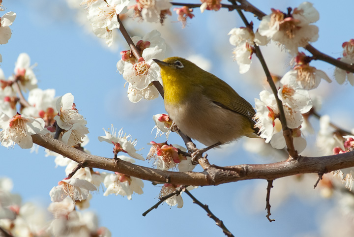 Zosterops japonica W