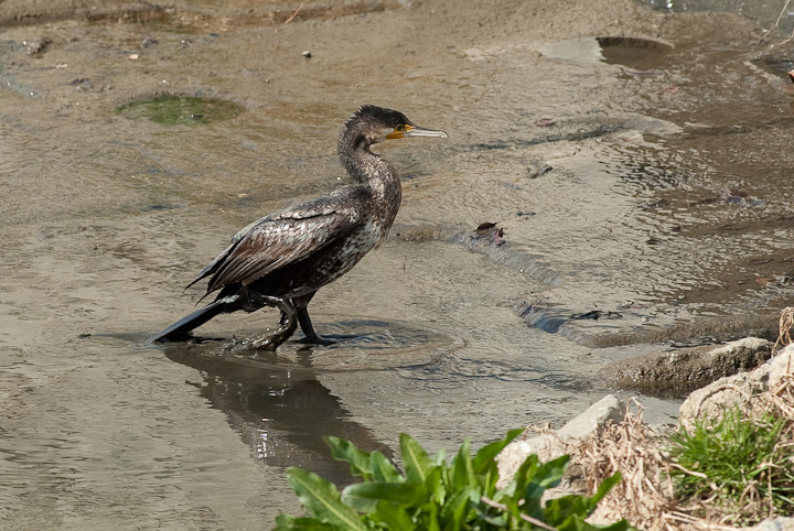 Phalacrocorax carbo JE