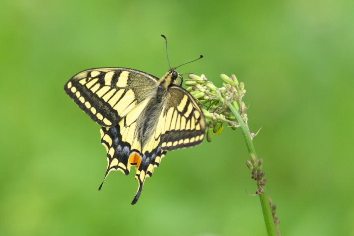 Papilio machaon LAQn