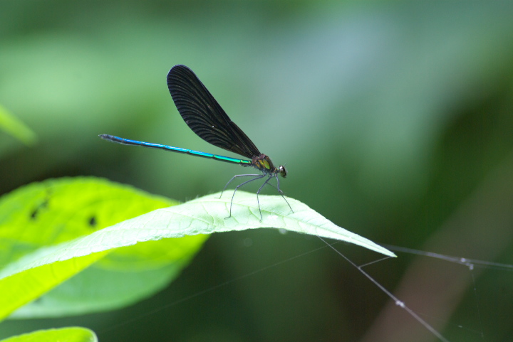 Calopteryx atrata nOg{