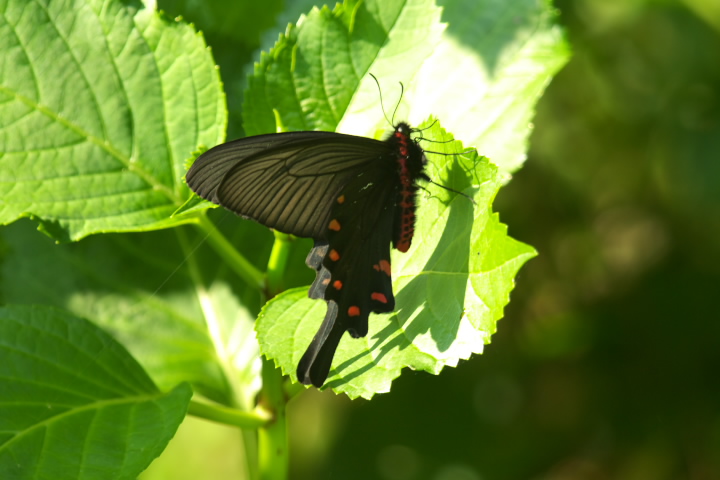 Atrophaneura alcinous WREAQn 