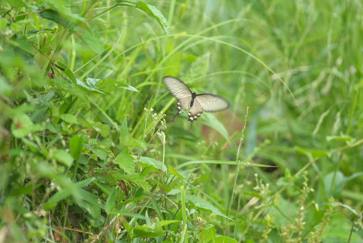 Atrophaneura alcinous WREAQn 