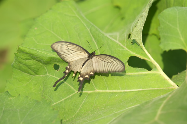 Atrophaneura alcinous WREAQn 