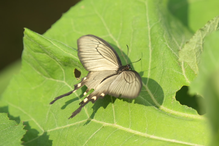 Atrophaneura alcinous WREAQn 