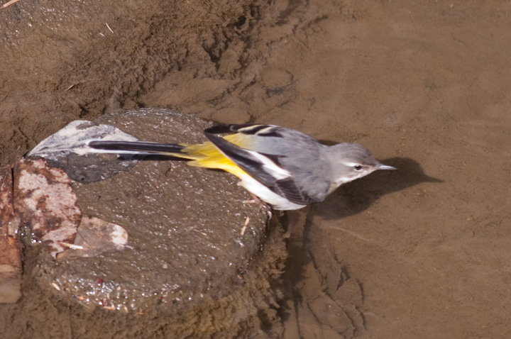 Motacilla cinerea LZLC