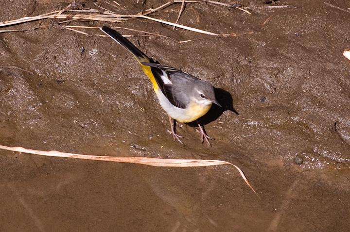 Motacilla cinerea LZLC