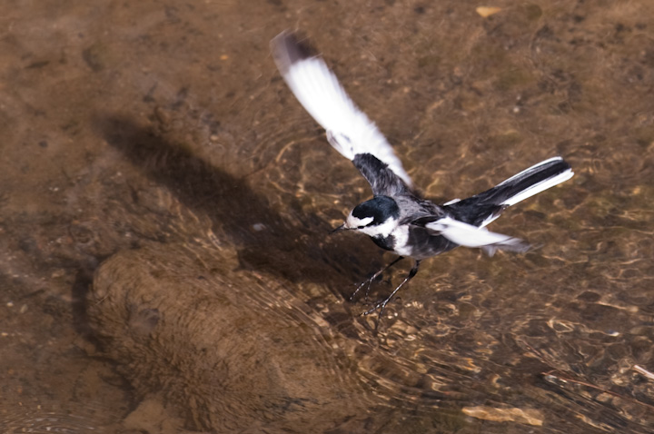 Motacilla alba nNZLC