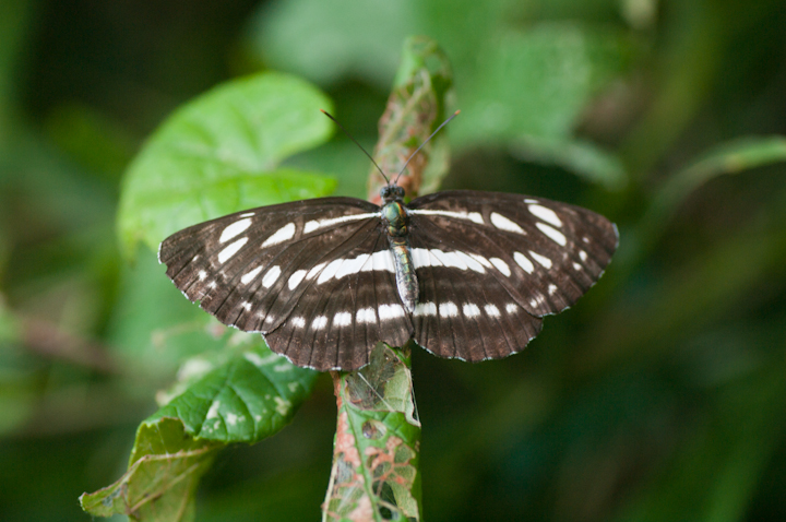 Neptis sappho Common glider butterfly R~XW