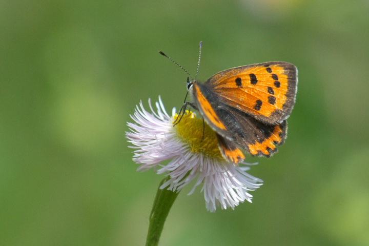 Lycaena phlaeas xjVW~ 