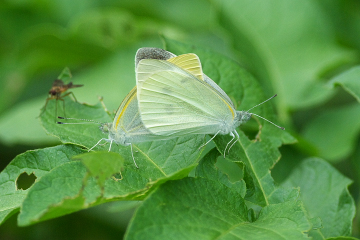 Pieris rapae  V`E