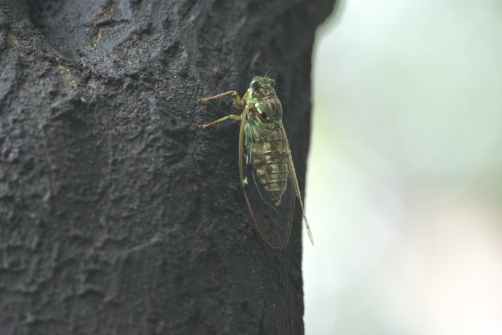 Tanna japonensis qOV