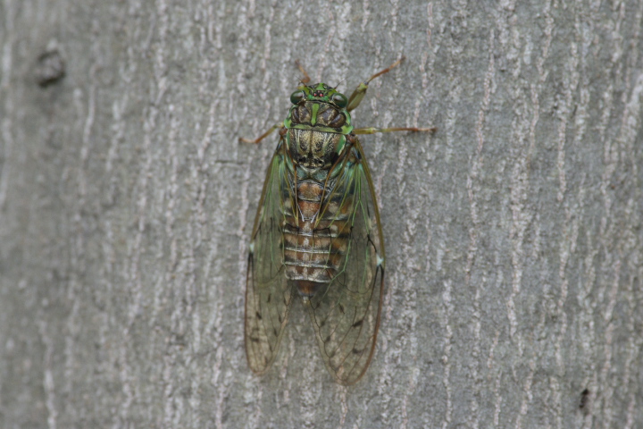 Tanna japonensis qOV