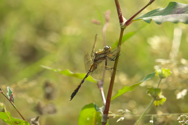 Orthetrum albistyrum speciosum Mg{iVIJg{j 