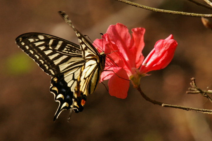 AQn`E Papilioxuthus Linnaeus