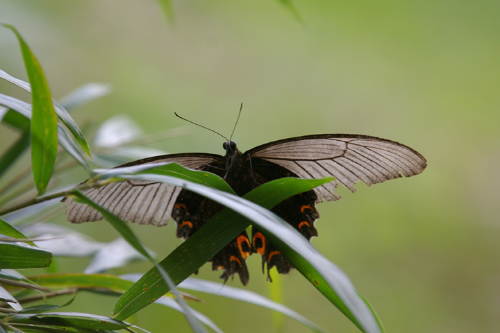 IiKAQn Papilio macilentus