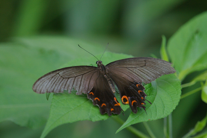 IiKAQn Papilio macilentus