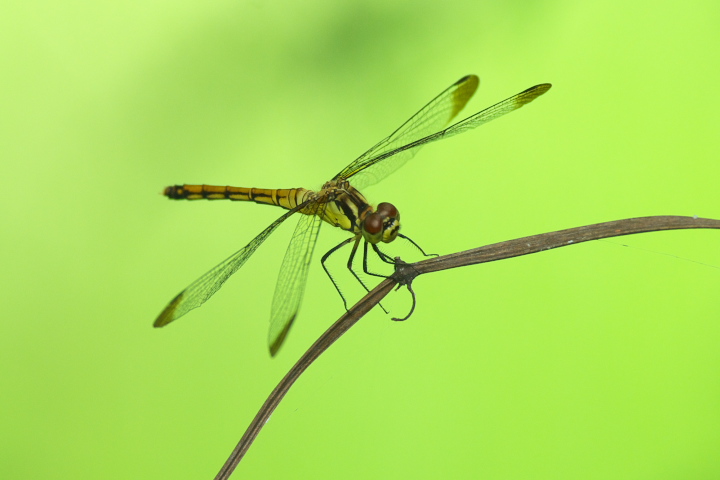 Sympetrum infuscatum mVg{