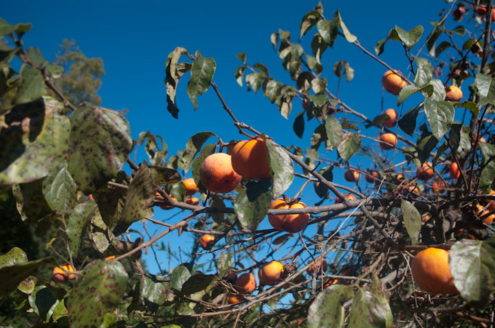 JLmL Diospyros kaki 