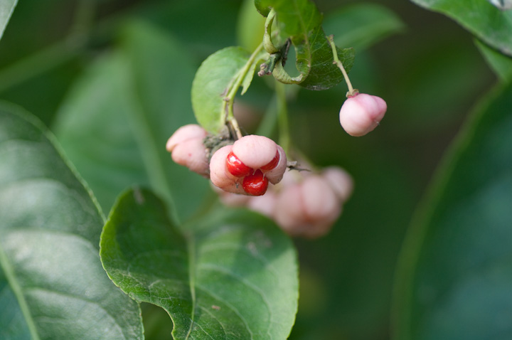 Euonymus hamiltonianus }~