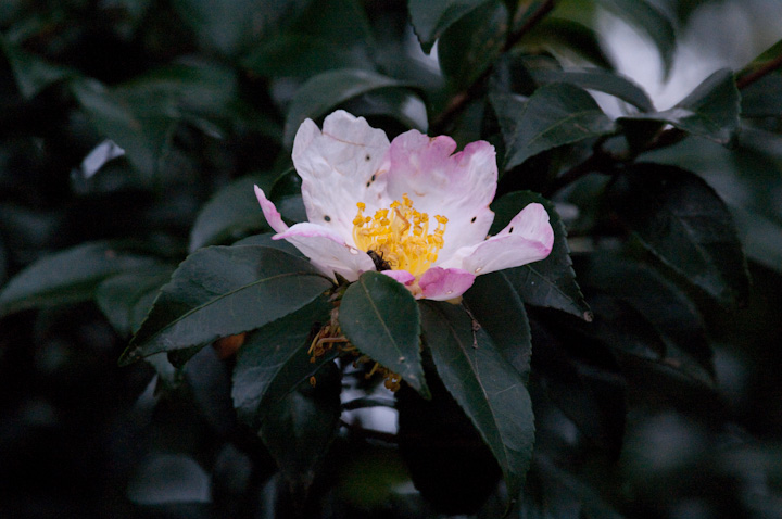 TUJ Camellia sasanqua