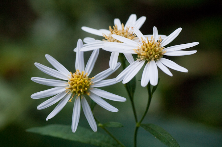 Aster leiophyllus Vi