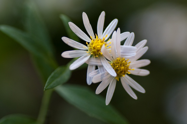 Aster leiophyllus Vi